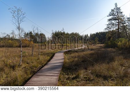 Wooden Walkway On The Territory Of Sestroretsk Swamp Reserve. Saint-petersburg. Russia