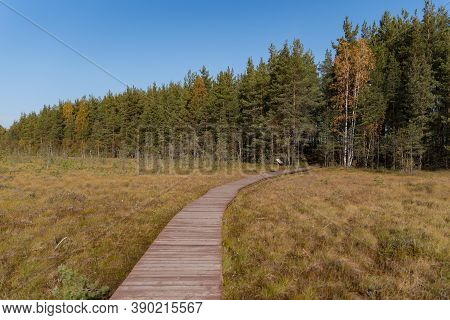 Wooden Walkway On The Territory Of Sestroretsk Swamp Reserve. Saint-petersburg. Russia