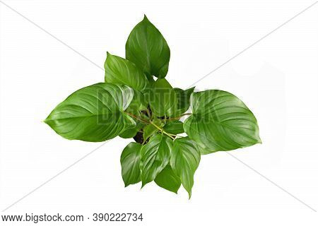 Top View Of Tropical Houseplant With Correct Botanic Name 'homalomena Rubescens Maggy'  In Flower Po