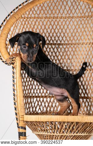 A Portrait Of A Cute Jack Russel Terrier Puppy, Standing On Hind Legs On A Rattan Chair, Isolated On