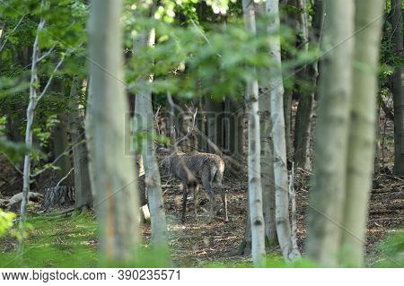 Deer Buck With Antler In Dense Forest Through The Trees During Rut