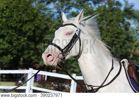 Beautiful Purebred Cremello Stallion Horse Galloping Under Saddle. A Single Horse Canter On String D