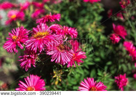 Bee Drinks Nectar From Autumn Flowers, Close Up