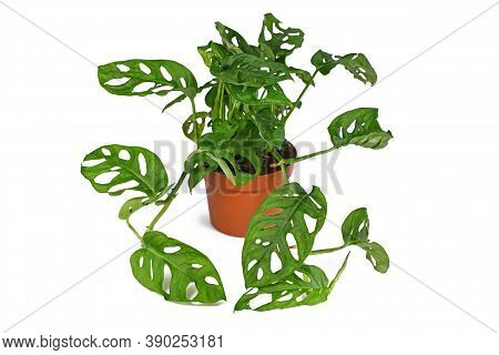 Full Tropical Houseplant With Correct Botanic Name  'monstera Adansonii', A Vine Plant In Flower Pot