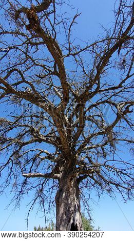 Old Dry Tree Affected By Drought Against Blue Sky