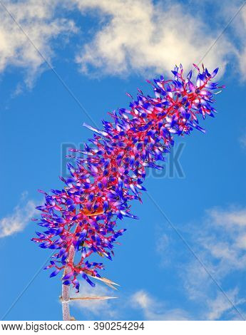 Aechmea Dichlamydea Red And Blue Flowers Var. Trinitensis