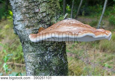 Birch Bracket Fungus (piptoporus Betulinus) On A Tree In Appelbergen, Netherlands