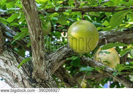 Close Up Of Fresh Calabash Gourd Or Crescentia Cujete Hanging On The Branch Of Trees In The Outdoor 