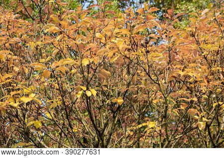 Hungarian Lilac, Autumn View. Autumn Tree Against The Blue Sky. Autumn Background. Landscape Composi