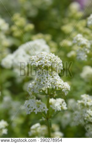 European Bedstraw White Flowers - Latin Name - Galium Rubioides