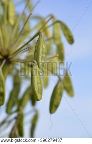 African Lily Seed Pods - Latin Name - Agapanthus Africanus