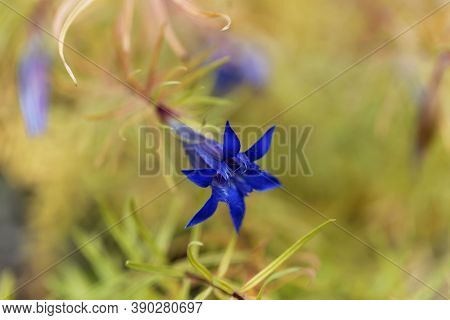 Flower Of A Caucasian Gentian, Gentiana Paradoxa