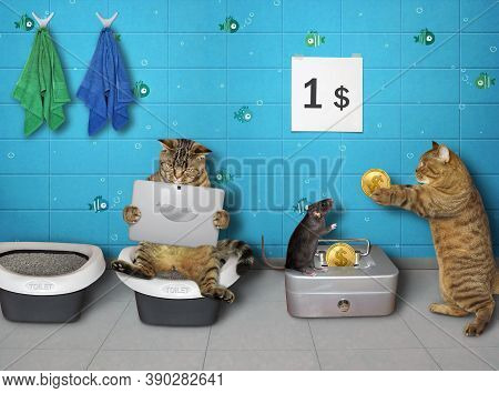 Cats Are In A Public Restroom. A Black Rat Charges An Entrance Fee.