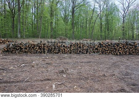 Stacked Tree Trunks At Felling. Forest Clearing. Wood Harvesting.