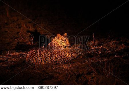 The African Leopard (panthera Pardus Pardus) Female Have A Rest Before The Hunt. Hunting African Leo