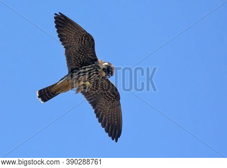 Adult Eurasian Hobby (falco Subbuteo) Eats In Soaring Flight His Catched  Dragonfly