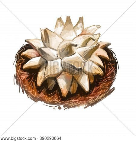 Calvatia Sculpta, Mushroom Of Serran Type Digital Art Illustration. Sculpted Pyramid Puffball Veggie