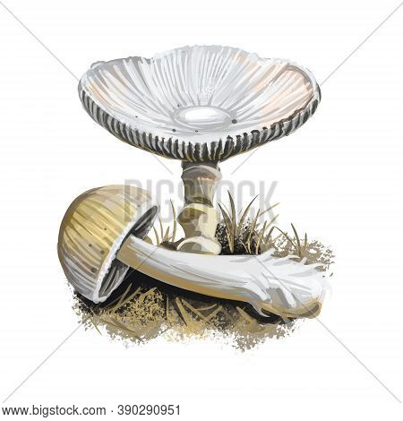 Amanita Vaginata Digital Art Illustration Of Grisette. Amanitaceae Family Mushroom Ingredient Vegeta