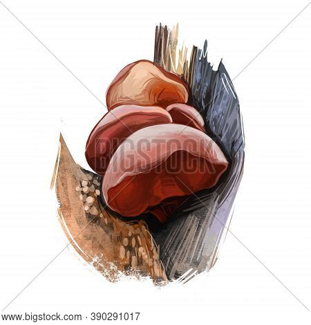 Auricularia Fuscosuccinea Mushroom Closeup Digital Art Illustration. Vegetable Growing On Wood In Fo
