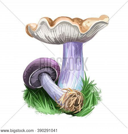 Blewit Blue-led Mushroom Digital Art Illustration, Vegetable From Genus Agarics. Closeup Of White Fu