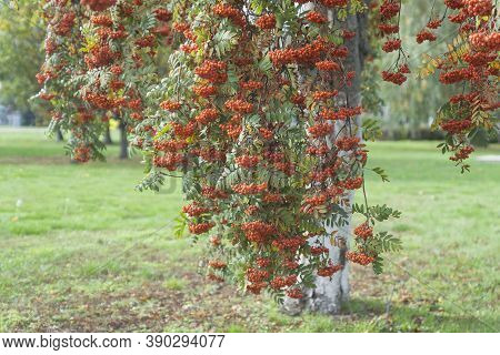 Bright Clusters Of Ripe Mountain Ash Hang From The Tree.