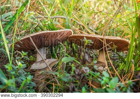Two Wild Mushrooms In The Forest In A Clearing Between Pine Needles Closeup