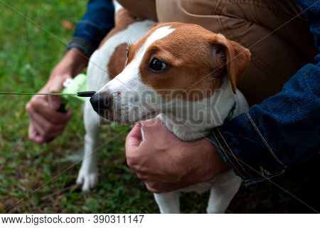 Person Combs Dog With A Metal Grooming Comb. Seasonal Molting Of Pets And Removal Of Excess Undercoa