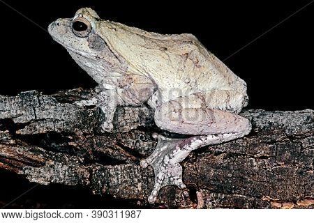 A foam nest frog (Chiromantis xerampelina) camouflaged on the bark of a tree, South Africa