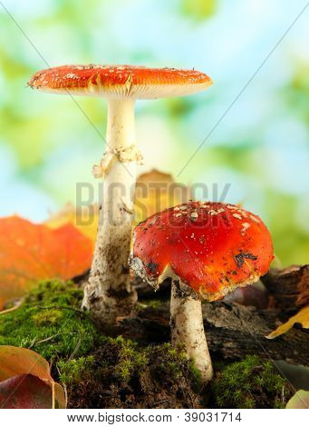 červené amanitas s mechem, na zeleném pozadí