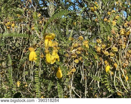 Photo Of The Flower Of Kowhai, A Small Woody Legume Trees Within The Genus Sophora That Are Native T