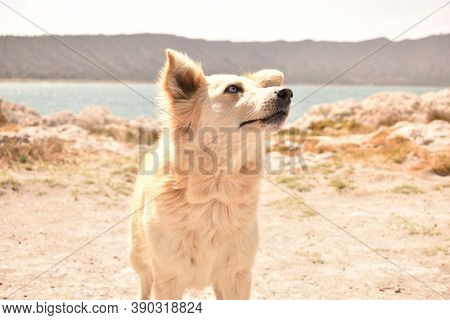 Dog Staring At Horizon / Perro En La Laguna De Alchichica