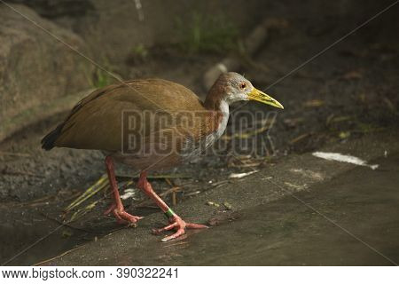The Giant Wood-rail (aramides Ypecaha) In Zoo.