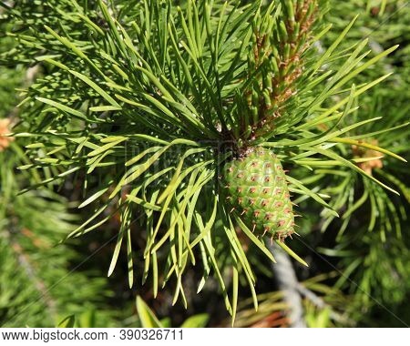 Lodgepole Pine (pinus Contorta) Cone On A Tree In Beartooth Mountains, Montana