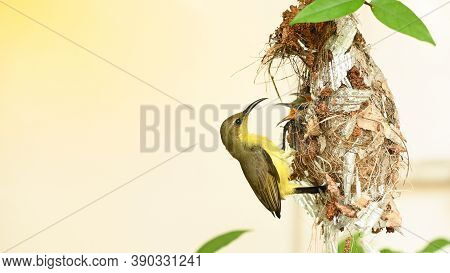 Sunbird And Baby Bird In A Nest At Thailand. Olive-backed Sunbird, Yellow-bellied Sunbird, Cinnyris 