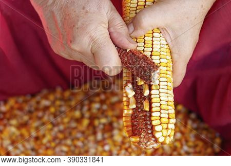 Close-up Of An Elderly Woman Hands Husking Corn Cobs