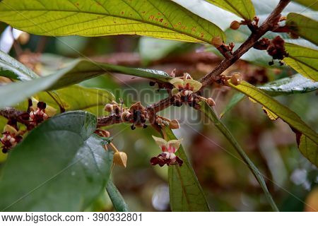 Mata De Sao Joao, Bahia / Brazil - October 18, 2020: Cupuacu Tree Flowers On A Farm In The Rural Are