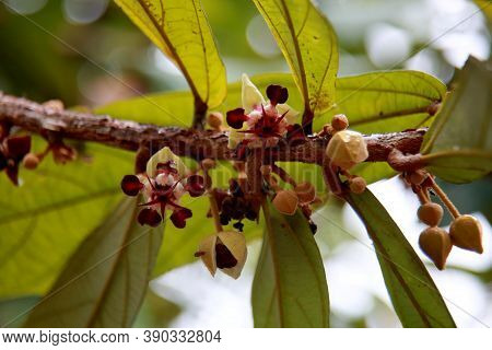 Mata De Sao Joao, Bahia / Brazil - October 18, 2020: Cupuacu Tree Flowers On A Farm In The Rural Are