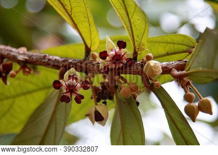 Mata De Sao Joao, Bahia / Brazil - October 18, 2020: Cupuacu Tree Flowers On A Farm In The Rural Are