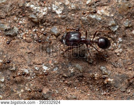 Macro Photography Of Soldier Big Headed Ant With Group Of Worker Ants