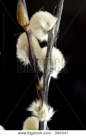 Pussywillow