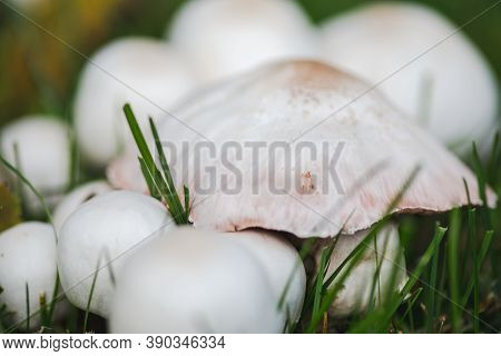 White Mushrooms With Wide Caps And Round Bulbs Growing In A Grass Lawn. Captured In Beaverton, Orego