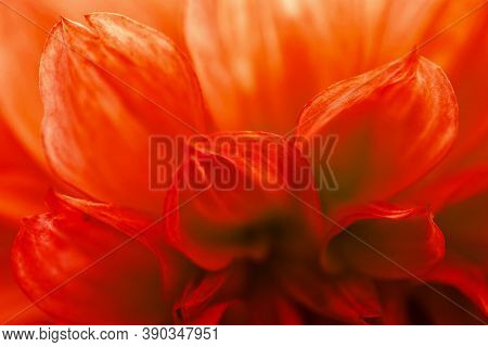 Floral Background. Red Dahlia Petals In The Light Close-up. Bright Wallpaper With Rich Juicy Color. 