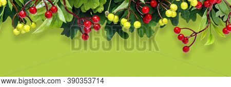 Autumn Oak And Rowan Branches With Red Berries On Green Background.
Flat Lay, Top View, Copy Space C