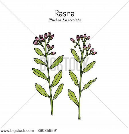 Rasana, Or Rasna Pluchea Lanceolata , Medicinal Plant. Hand Drawn Botanical Vector Illustration