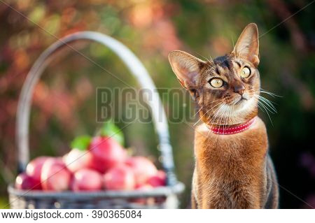 Нarvest Of Apples In A Basket And A Very Beautiful Abyssinian Cat. Close-up Cat Portrait, Cat Looks 