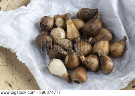 Pile Of Snowdrop Bulbs Ready To Plant On White Paper Selective Focus To Ad Copy Space In The Backgro