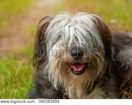 Polish Lowland Sheepdog Sitting On A Wooden Bench In The Street And Showing Pink Tongue. Portrait Of