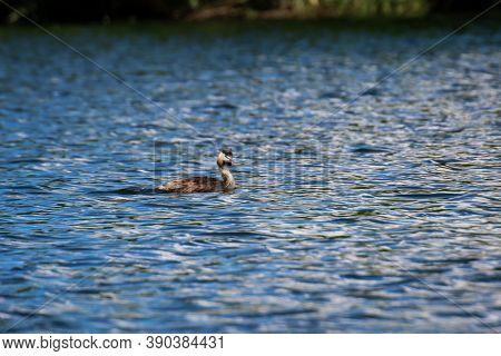 A Great Crested Grebe Swims Laps In A Pond.