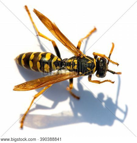 European Wasp German Wasp Or German Yellowjacket Isolateed On White Background In Latin Vespula Germ