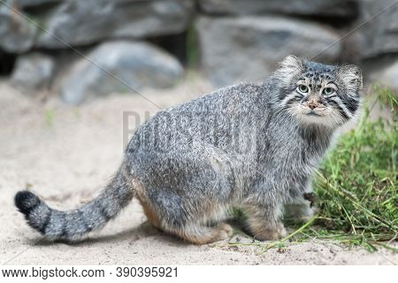 Pallas's Cat (otocolobus Manul). Manul Is Living In The Grasslands And Montane Steppes Of Central As
